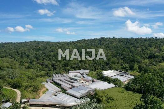 Largest Cocoa Farm In The Dr For Sale