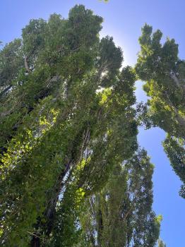 Land For Sale, Punta Del Agua, Ruta Provincial 190, In San Rafael Department, Argentina